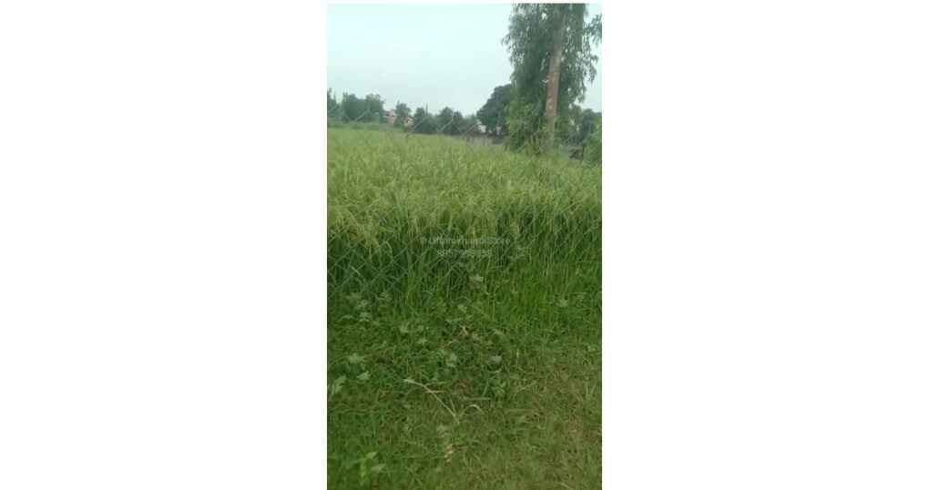 Plot For Sale Near Hanuman Mandir Bindukhatta — thumbnail 4