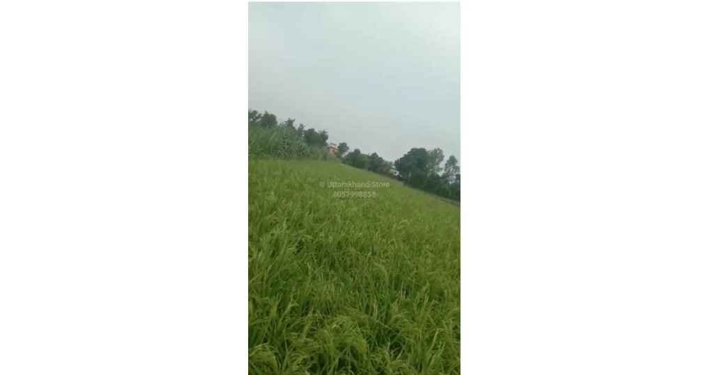 Plot For Sale Near Hanuman Mandir Bindukhatta — thumbnail 5