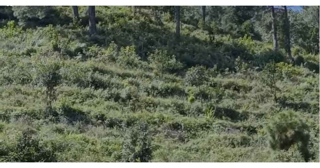 Land For Sale Near Shyamkhet Bhowali — thumbnail 3