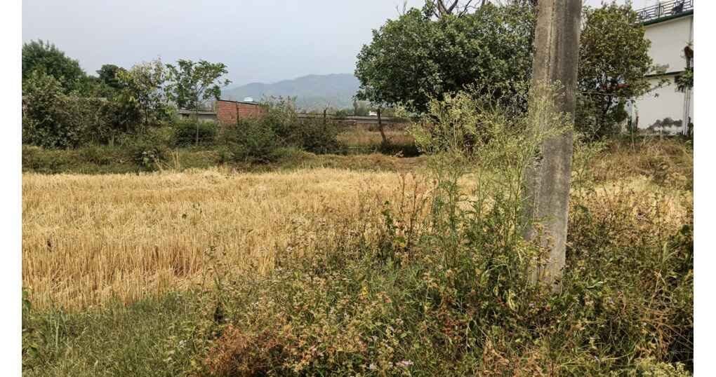 Buy Now 4 Bigha Plot Near Gaulapar, Haldwani — thumbnail 3