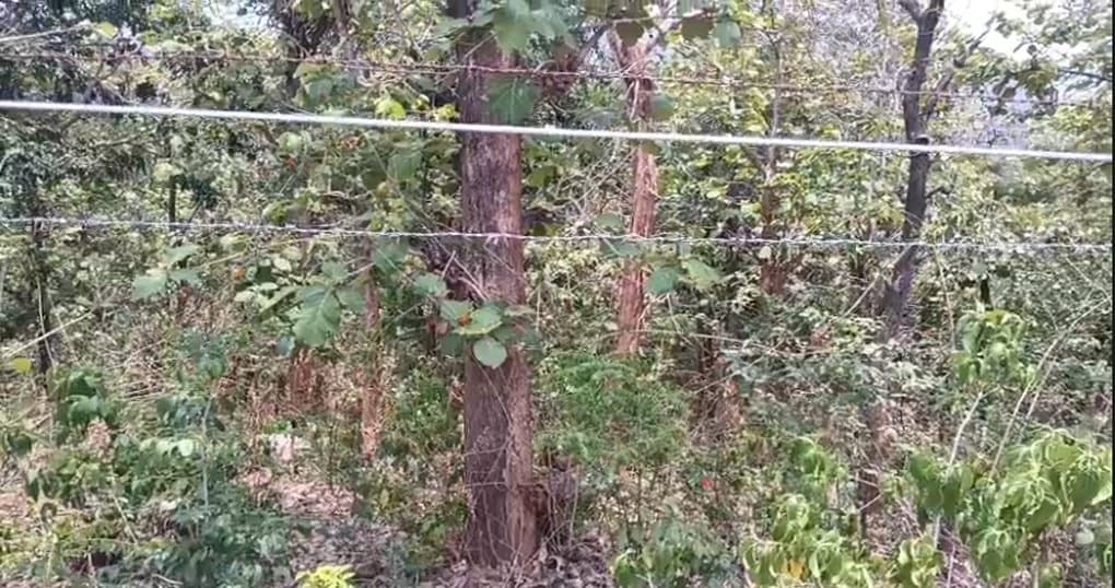 Rent Now 10 Bigha Land for Lease Near Jim Corbett Ramnagar — thumbnail 2