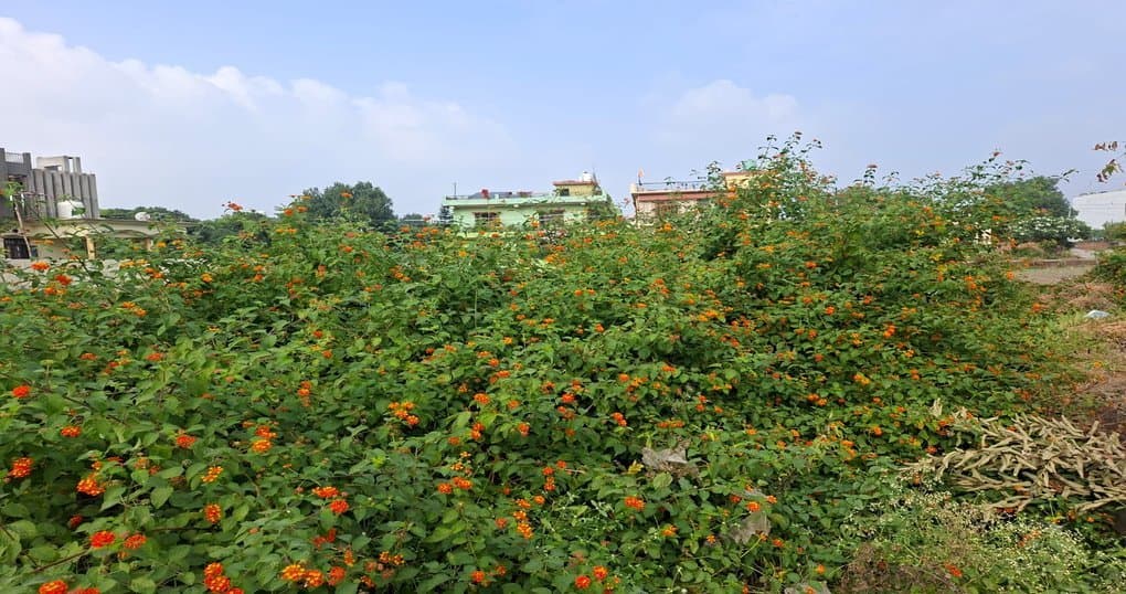 Buy Now 2000 SqFt Land Near Rampur Road, Haldwani — thumbnail 2