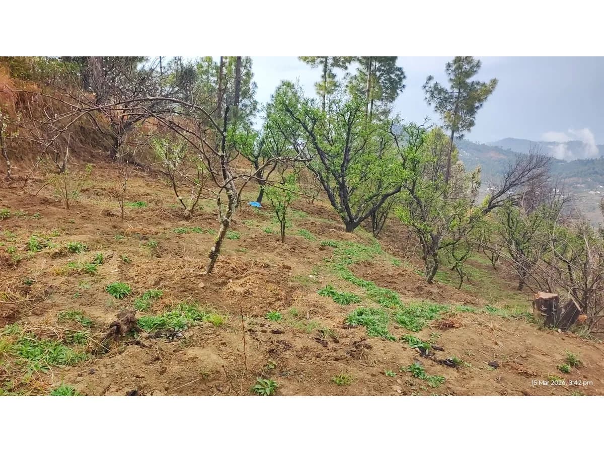 6 Nali Land for dream cottage in Nainital