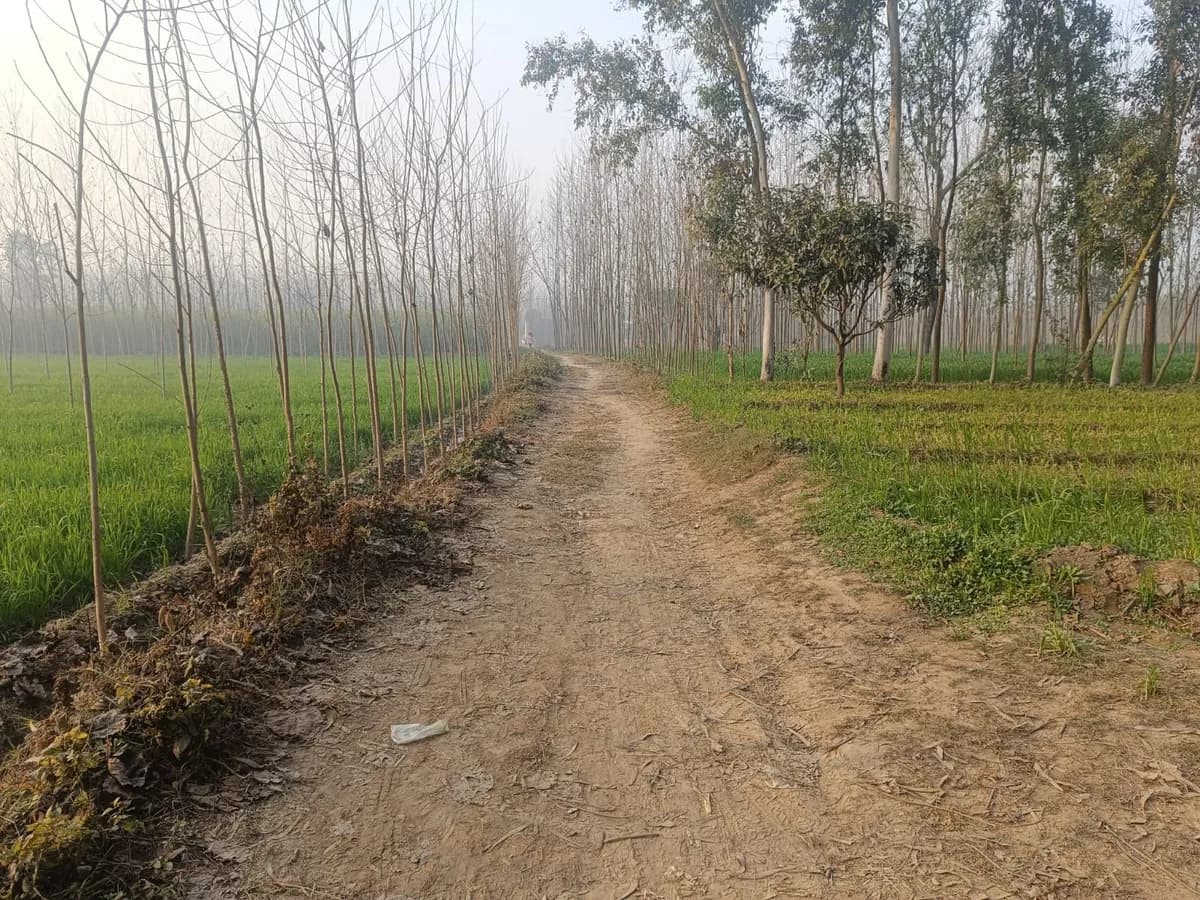 15 Bigha Land available for sale in Niyamatpur Shakumbari
